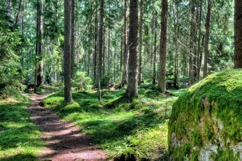 Green forest landscape in the summer — Stock Photo © anskuw #12334960