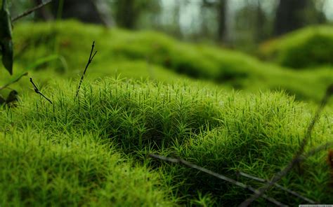 Moss Wallpapers - Top Free Moss Backgrounds - WallpaperAccess