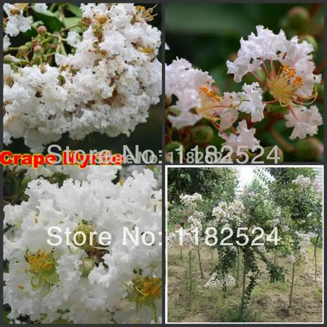 100+ SEEDS White Lagerstroemia indica Crape Myrtle Tree Seeds bonsai flower Seeds-in Bonsai from ...