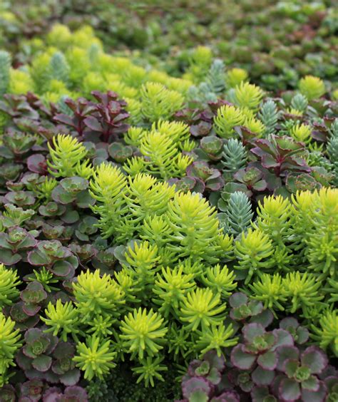 Sedum Tiles | Outdoor plants, Ground cover plants, Plants