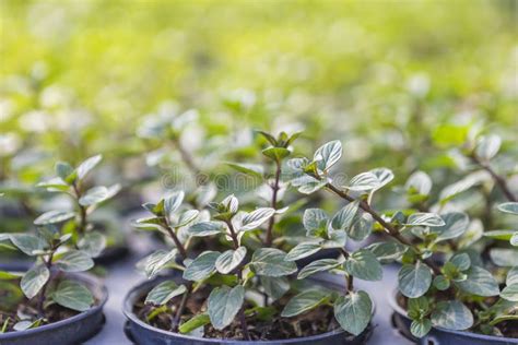 Black Mint Plant Growing in Nursery House Over Blurred Green Garden Background Stock Image ...