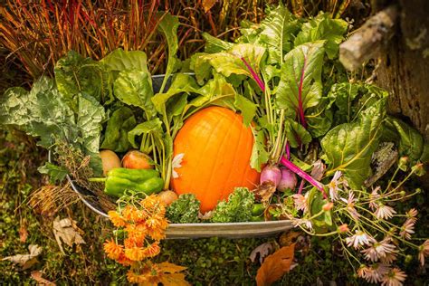 Fall Vegetable Gardening Guide