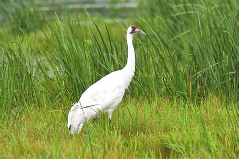 6 Fascinating Whooping Crane Facts - Birds and Blooms