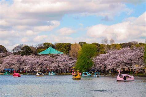 Tokyo Cherry Blossom Walking Tour with Night Cruise - Klook