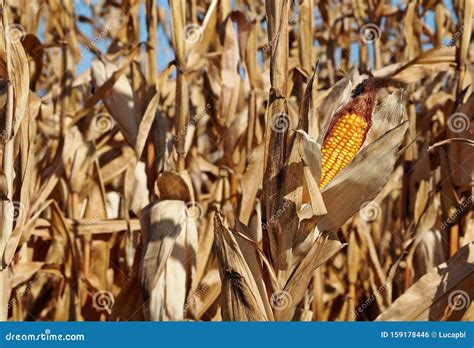 Maize Cob in a Dry Corn Field, Just before the Autumn Harvest Stock Photo - Image of season ...