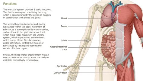 Understanding the Anatomy of the Musculoskeletal System-A.D.A.M. OnDemand