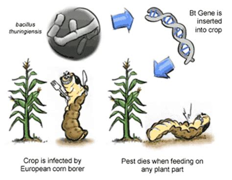 Biotechnology Examples in Everyday Life – StudiousGuy