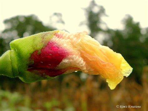 Its a Southern Thing: Garden Critters