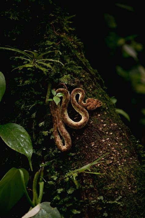 A Snake on a Tree · Free Stock Photo