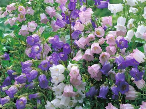 9 Bell Shaped Flowers in Shades of White, Pink, Purple, and Blue - Dengarden