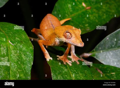 Spearpoint leaf-tail gecko (Uroplatus ebenaui), on a leaf, Madagascar ...