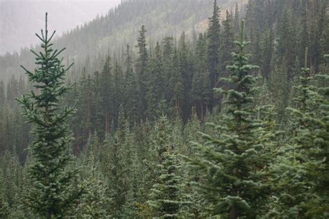 Cedar conifer cypress daytime evergreen fog forest Free stock photos in jpg format for free ...