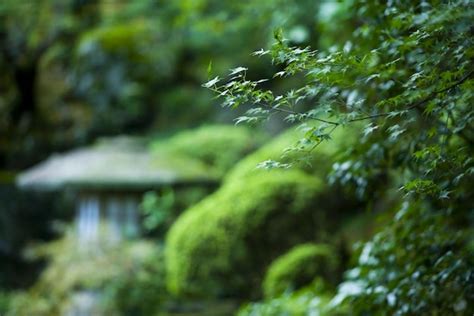 Premium Photo | Japanese garden at kyoto