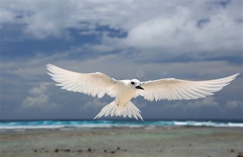 Flying Fairy Tern Bird stock photo. Image of fairy, seabirds - 68179748