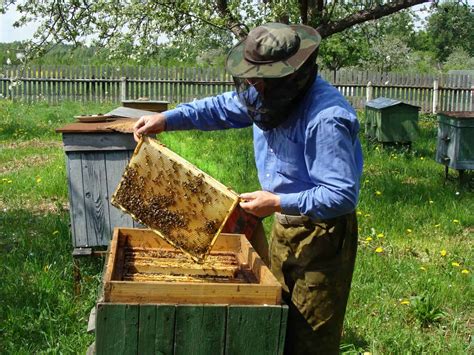 How to Harvest Honey (with Checklist) | Chook City