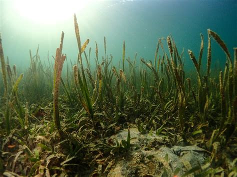 Seagrass is a marine powerhouse, so why isn’t it on the world’s ...