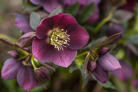 How to Grow and Care for Hellebore