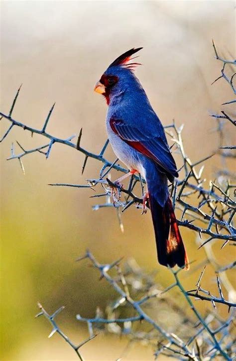 Blue Cardinal introduced to Hawaii | Beautiful birds, Nature birds, Wild birds