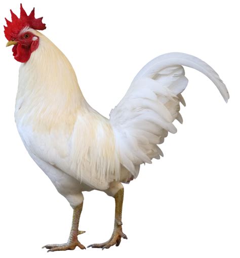 White Leghorn Townline Hatchery, 50% OFF | ahalia.ac.in