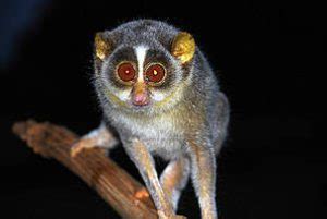 Slender Loris - Facts, Diet & Habitat Information