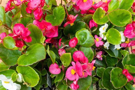 How to Grow and Care for Begonias