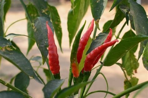 Chilli Pests and Diseases (Pepper), Symptoms, Control | Agri Farming