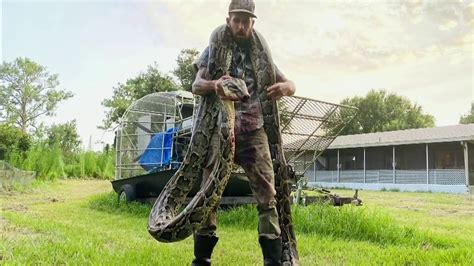 Man known as 'Python Cowboy' catches possible record-breaking snake - YouTube