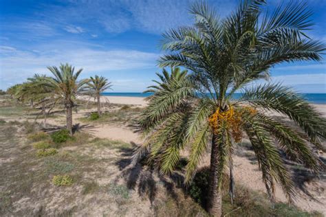 460+ Gandia Beach Stock Photos, Pictures & Royalty-Free Images - iStock