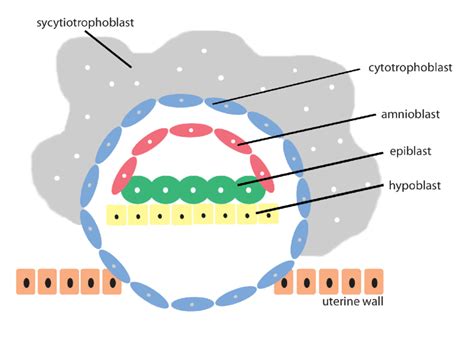 Schematic representation of the development of the amnion. At day 8... | Download Scientific Diagram