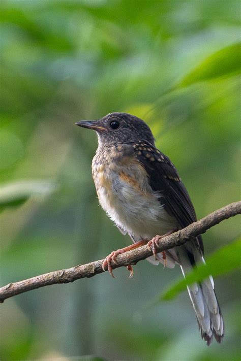 White-rumped Shama – Birds of Singapore