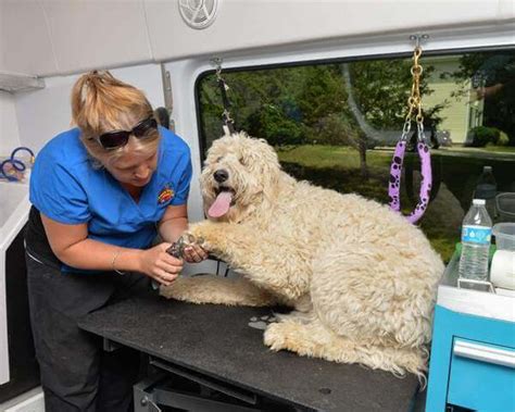 Best Mobile Pet Groomers Near Me - Pet Care Stores