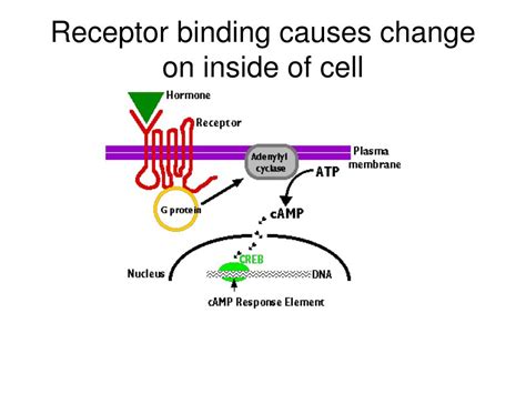 PPT - Receptor/enzymes PowerPoint Presentation, free download - ID:498048