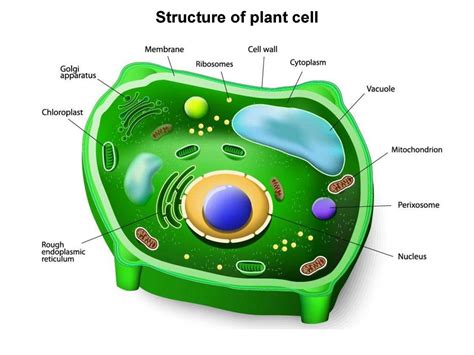 Role of Plastids in Plant Cell - Pagestronic Provide Latest News and ...