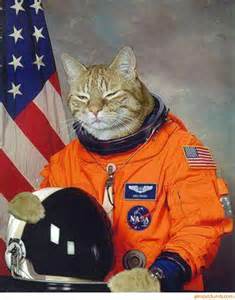 1000+ images about Astro Cats on Pinterest | Astronauts, The 1960s and UFO