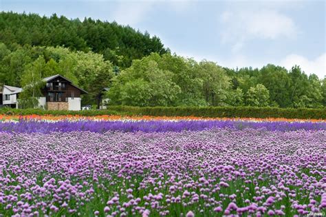 5 Summer Flowers to See in Japan | Welcome Japan's Warm Weather with a ...