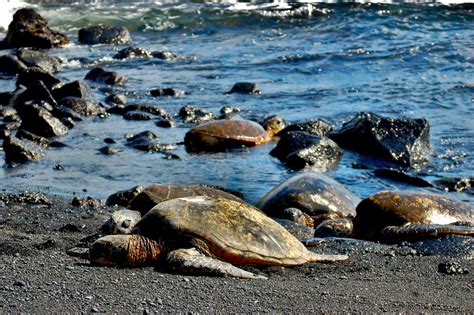 5 Turtles on Black Sand | Punalu'u Black Sand Beach, Big Isl… | Flickr