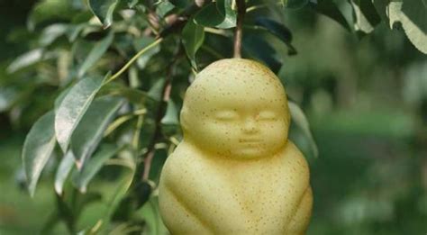 Buddha-shaped Pears hit the market | NL Times