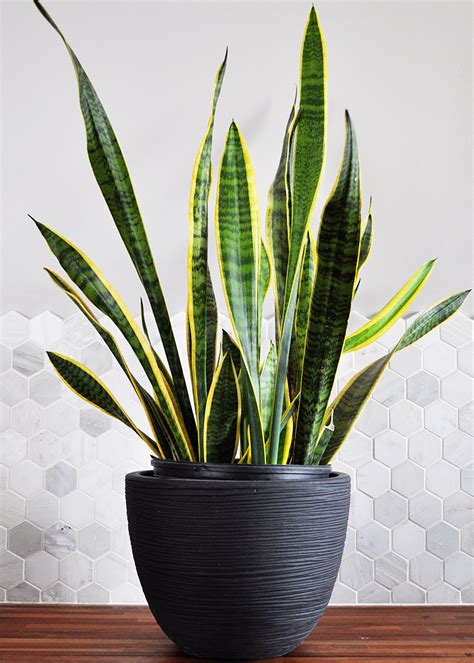 Houseplant Week: Snake Plants - Real life, on purpose.