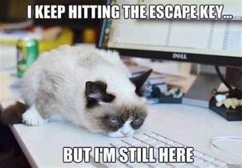 Stick a fork in me, I'm done | Funny grumpy cat memes, Cat jokes, Grumpy cat quotes