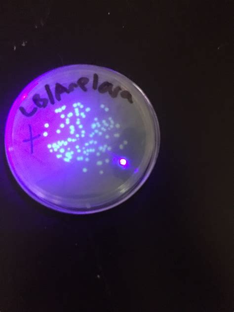 Bacterial Transformation Lab – Cody's Amazing Bio Blog