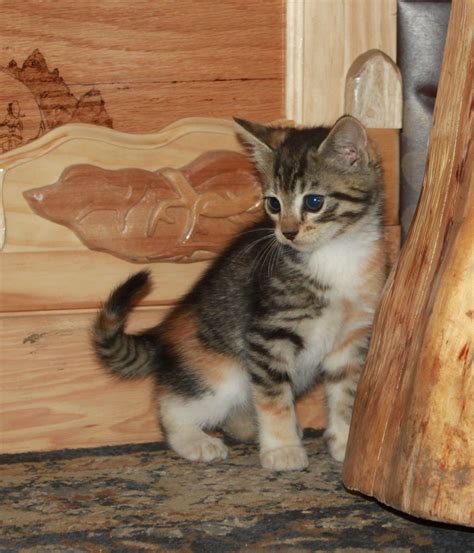 Pansy: Striped calico - very sweet and smart. | Cute animals, Animals, Calico