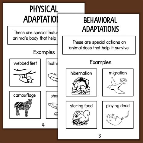 Animal Adaptations Interactive Science Activity | Made By Teachers