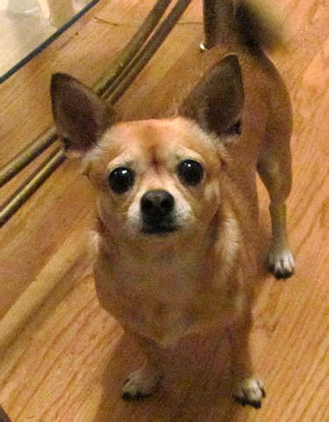 Chihuahua-shiba inu mix Babette – Orange County Register