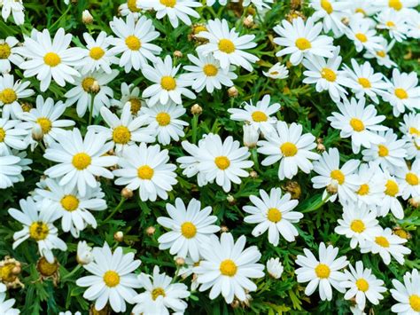 Why Won't My Shasta Daisies Bloom - Getting Shasta Daisies To Bloom