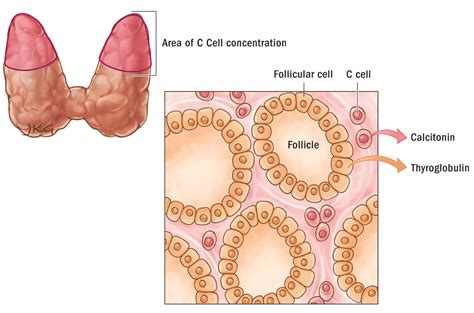 Well-Differentiated Thyroid Cancer ‣ Anatomy