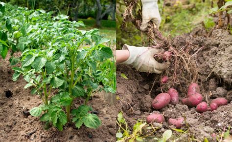 15 Potato Growing Tips To Significantly Increase Your Harvest