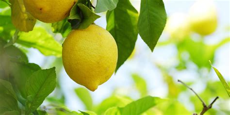 Benefits of Limonene Terpene - Ceutra Plant-Based Wellness