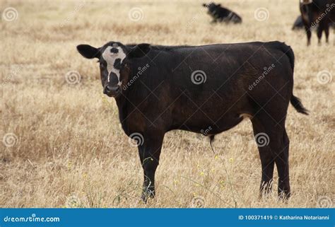 Black baldy calf stock image. Image of barn, grass, marketing - 100371419