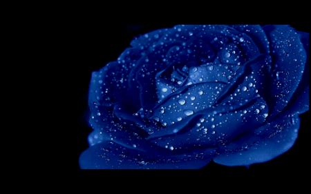 blue rose flower wallpaper | Wallpapers HD - Picture