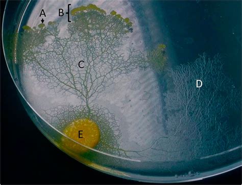 Slime mold uses an externalized spatial “memory” to navigate in complex ...